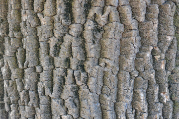 Texture Tree
