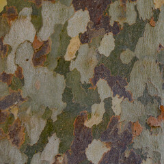 Texture Tree