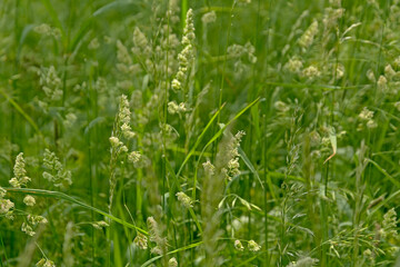 Flowering wild grass background - poaceae.