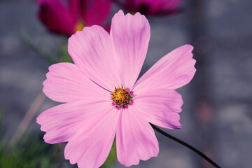 Obraz premium Blüte der Cosmea in rosa