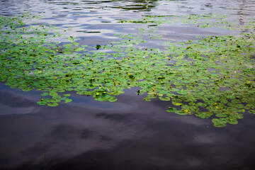 bright green leaves of water lilies with yellow flowers in pond with reflected sky, ripples, summer
