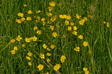 Detail of a meadow with many bright yellow buttercup flowers, selective focus - - Ranunculus bulbosus
