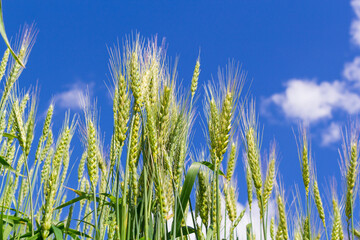 Obraz premium Wheat fresh of green color field with blue sky and white clouds from the perspective.