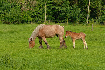 Obraz na płótnie Canvas Brown mare and foal in a sunny green meadow with trees in the flemish countryside - Equus ferus caballus 