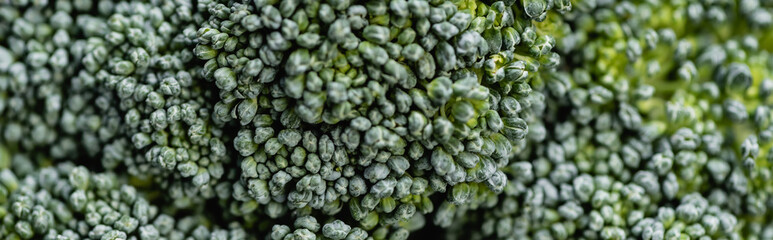 close up view of fresh green broccoli, panoramic shot