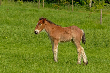 Naklejka na ściany i meble Brown foal in a green meadow in the Flemish countryside