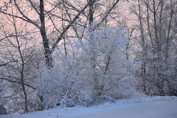 trees in snow