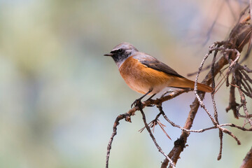 Male of Common Redstart (Phoenicurus phoenicurus) perched on a branch. Red and orange bird with blach face and grey mantle