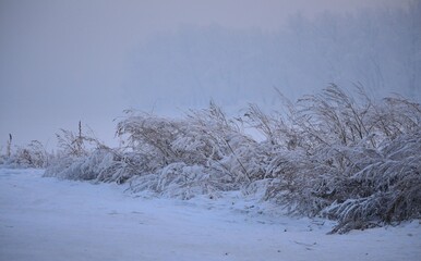 snow covered trees