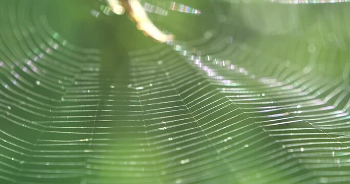 Cinema 4K Thin web swaying in the wind