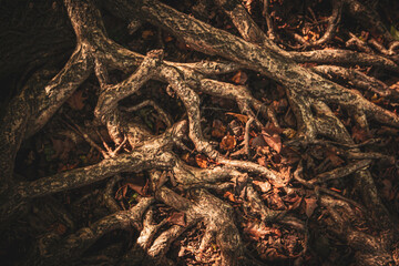 Giant Tree Roots  and Leaves