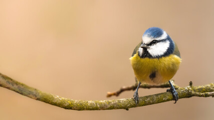 blue tit on a branch