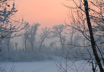 sunset in the forest