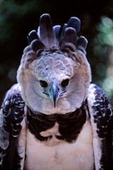 salvador, bahia / brazil - march 29, 2009: harpy eagle is seen in zoological in the city of Slavdor. - obrazy, fototapety, plakaty