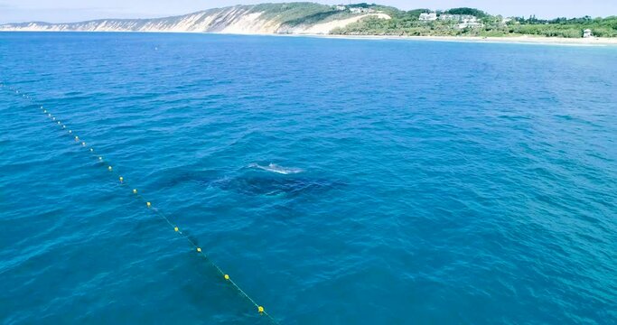 Calf Humpback Whale Swimming On Ocean Surface Water By Mother Directly Underneath Beneath In Blue Clear Underwater Sea By Coastal Shoreline, Queensland, Australia, Handheld Close Up Near Fishing Nets