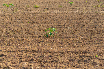 Weeds growing in the center of a plowed agricultural field prepared for sowing.