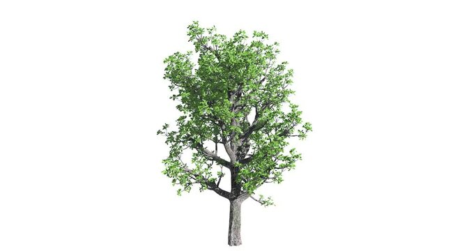 Tree growing animation sequence. Tree growth animation concept. 