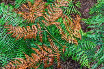 Autumn fern wet from rain