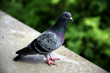The posing pigeon on a wall in the green background