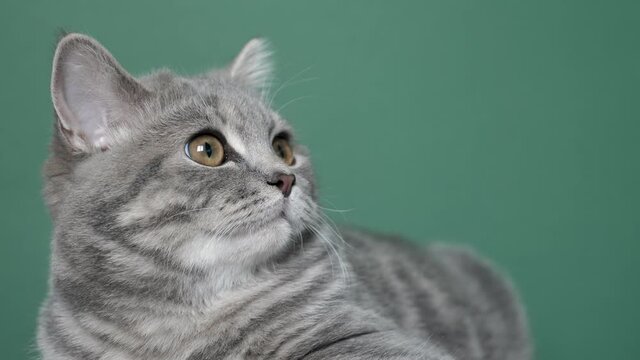 Kitten breed Scottish Straight six months old on a green background close up