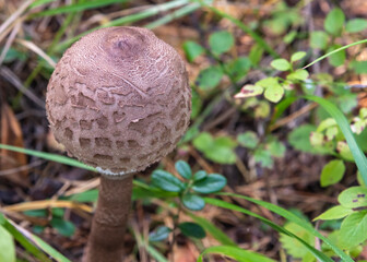 Umbrella variegated, or large (Macrolepiota procera)