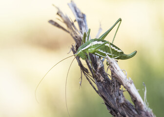 Odontura aspericauda grasshopper or scrub cricket of mimetic green color with white lines just in...
