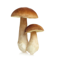 Boletus mushroom isolated on white background. King bolete.