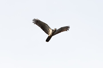Fototapeta na wymiar Falcon flying in the sky
