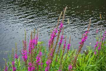 Loosestrife flower in front of the river