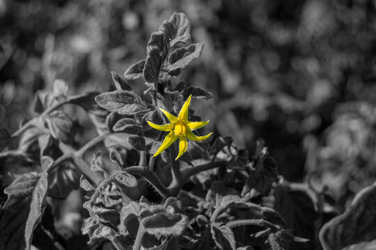 Flor de tomatera