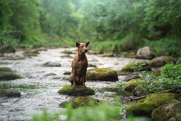 the dog sits on a stone in the water. Thai Ridgeback in nature, in the forest