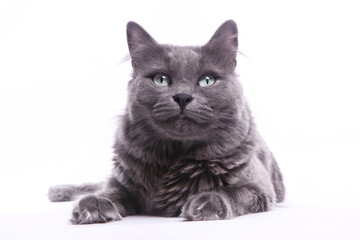 Fototapeta premium Portrait de chat