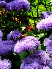 purple and yellow flowers