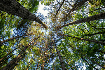 Fototapeta premium Bottom-up view of the crown of tall trees