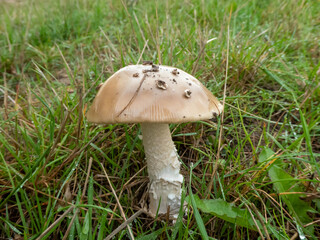 a toadstool a sign of autumn