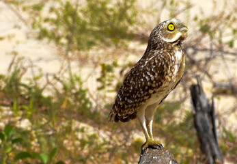 Burrowing Owl (Athene cunicularia) on top of branch on the beach
