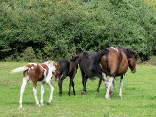 beautiful new forest ponies with their foals