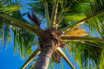 Palm Tree