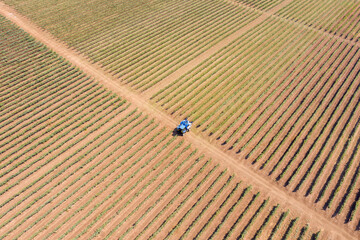 Grape harvester shaking and processing rows of Red Grapes in a large Vineyard, Aerial view.   