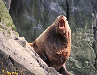 Northern sea lion roars on rock against background of mountains. Sivuch sit on stone ridge in sea of Japan observing animal world. Real adventure in Kamchatka, Russian far East. Copyright space