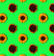 Brown and orange sunflowers on green background
