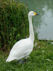 Beautiful Bewick's Swan on lookout duty