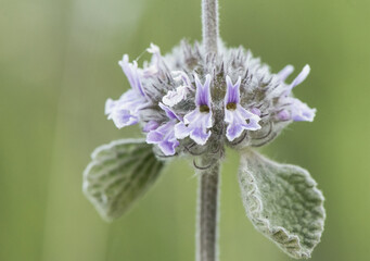Marrubium supinum scallop shell medium-sized plant with hairy leaves and beautiful purple and white flowers - obrazy, fototapety, plakaty