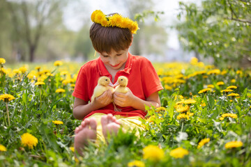 Beautiful child in nature with ducklings. A boy in the meadow with dandelions is holding domestic chicks.