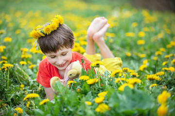 Fototapeta premium Beautiful child in nature with ducklings. A boy in the meadow with dandelions is holding domestic chicks.