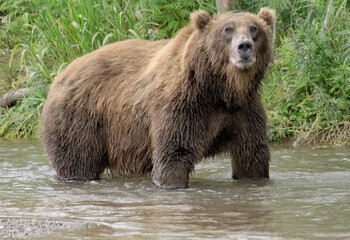 Big brown bear fishes in the river