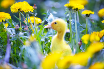 Yellow duckling in dandelions. Domestic duck chick in the meadow.