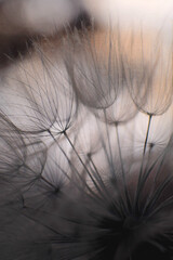 Obraz premium Dandelion silhouette close-up