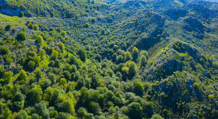 Beech forest in the surroundings of the Sierra de Hornijo near Ramales de la Victoria in the Autonomous Community of Cantabria. Spain, Europe