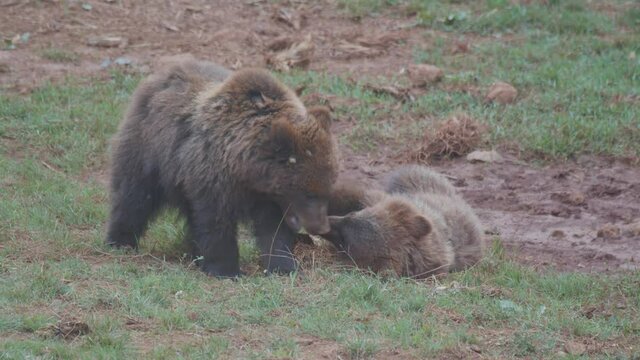 Osos pardos jugando en el parque de Cabarceno , Cantabria